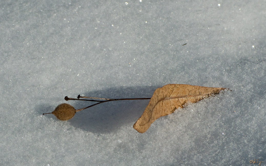 photo "Frozen ..." tags: nature, macro and close-up, flowers