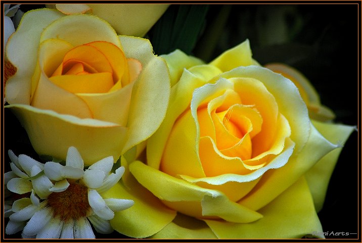 photo "yellow roses" tags: nature, macro and close-up, flowers