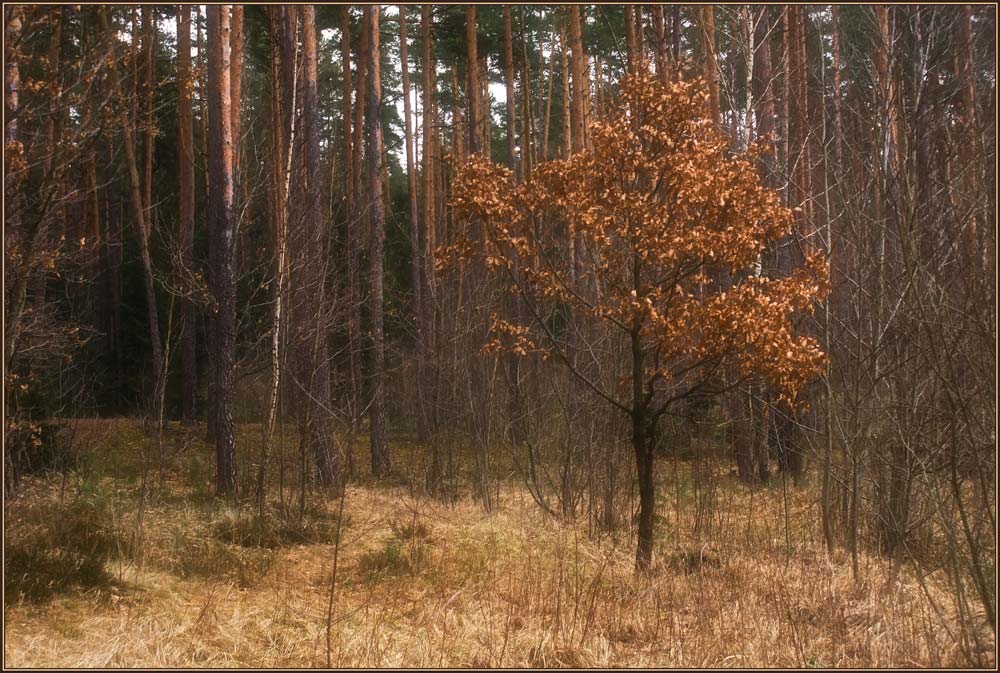 photo "Leaves in winter" tags: landscape, forest