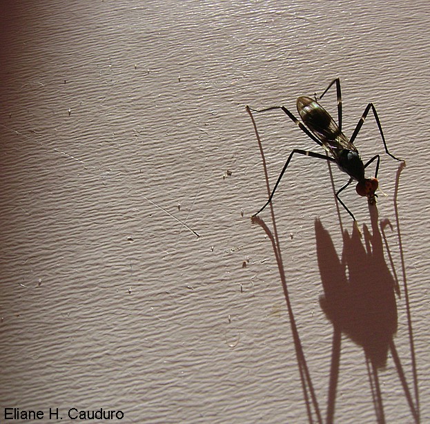 photo "Narciso" tags: nature, macro and close-up, insect