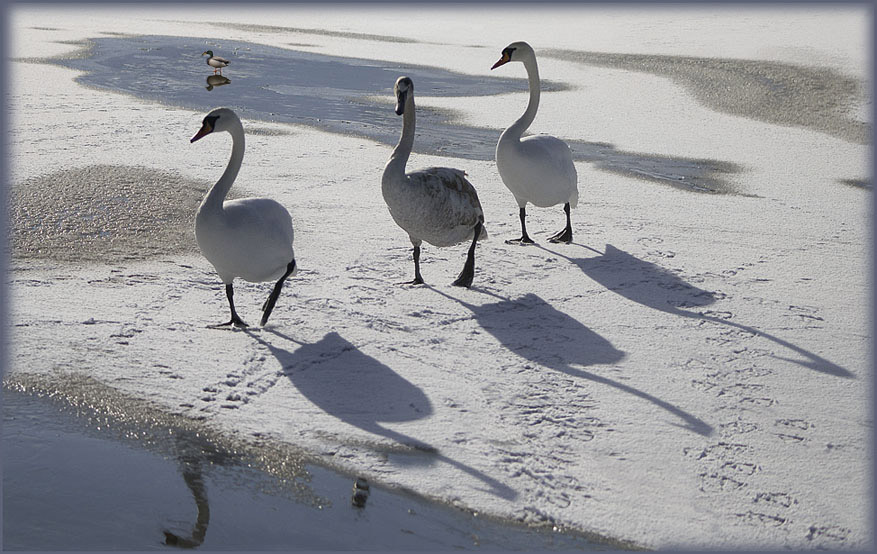 фото "Танец маленьких лебедей...:)" метки: природа, дикие животные