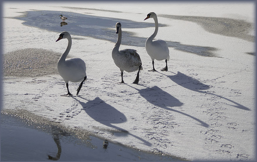 photo "Three Graces :)" tags: nature, wild animals