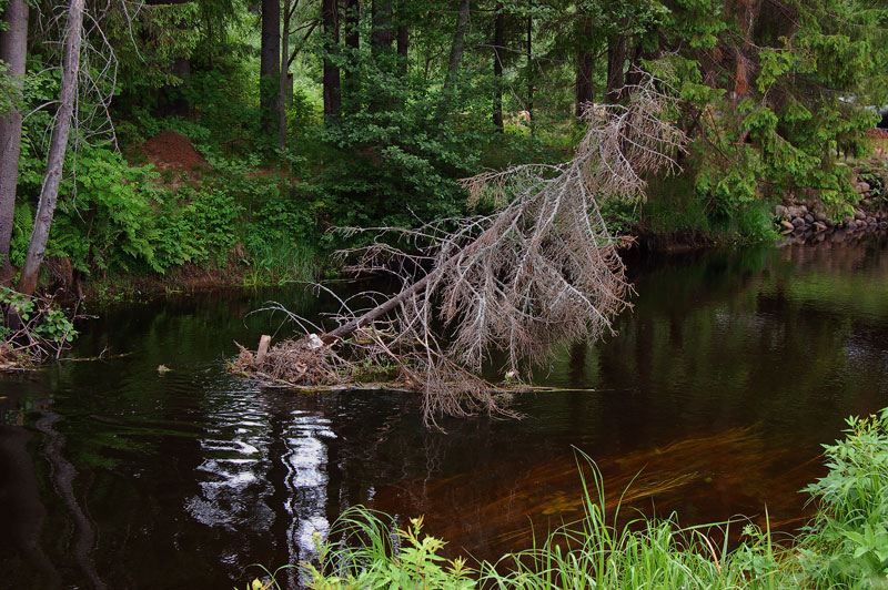 photo "***" tags: landscape, forest, water