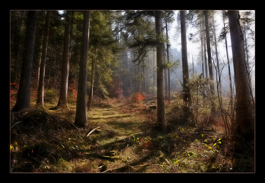 photo "The Forest" tags: landscape, forest, winter