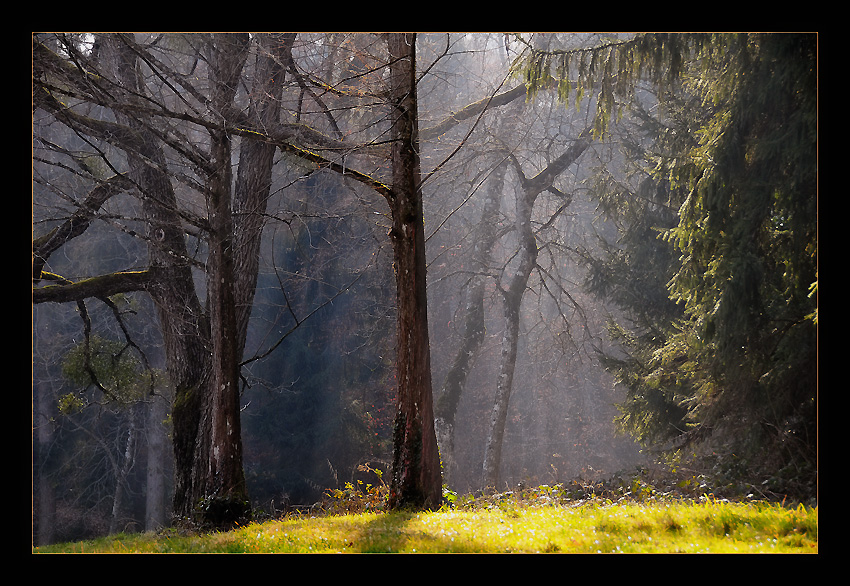 photo "The Forest 2" tags: landscape, forest, winter