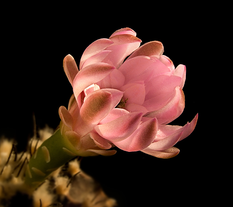 фото "Его колючести цветы. - Gymnocalycium anisitsii" метки: природа, макро и крупный план, цветы