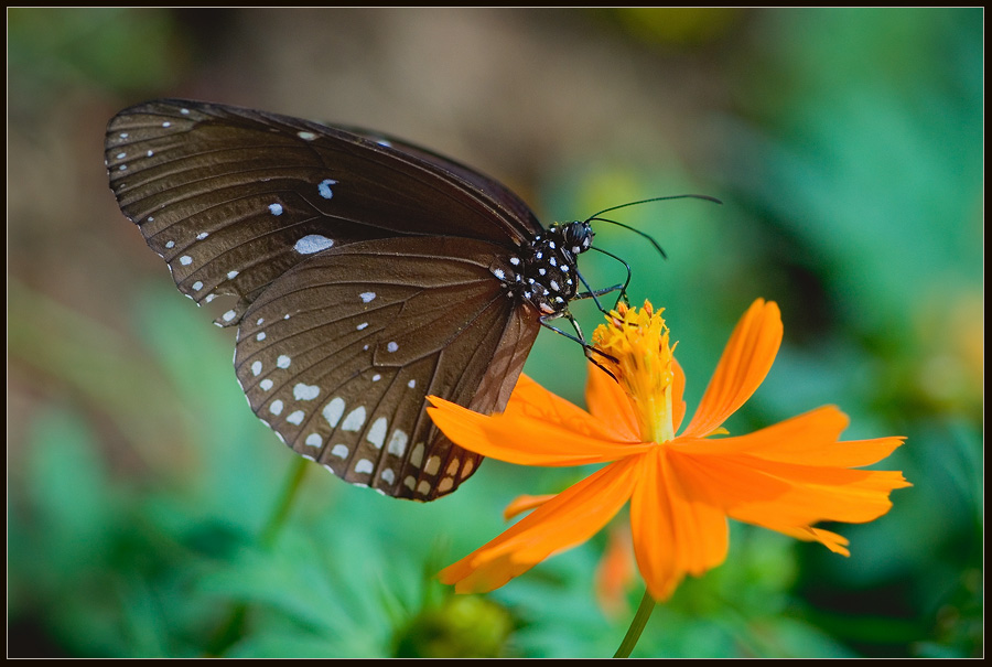 photo "***" tags: macro and close-up, nature, insect