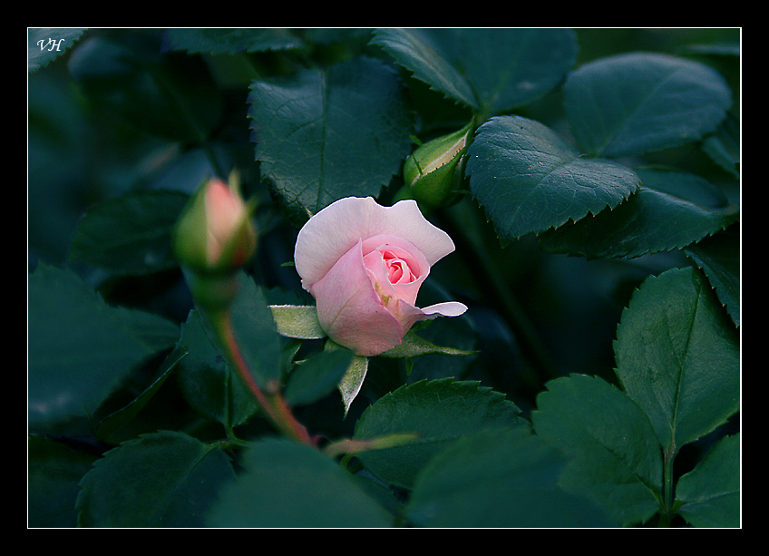 photo "Hatched" tags: nature, macro and close-up, flowers