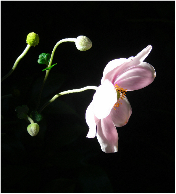 photo "In the spotlight" tags: nature, flowers