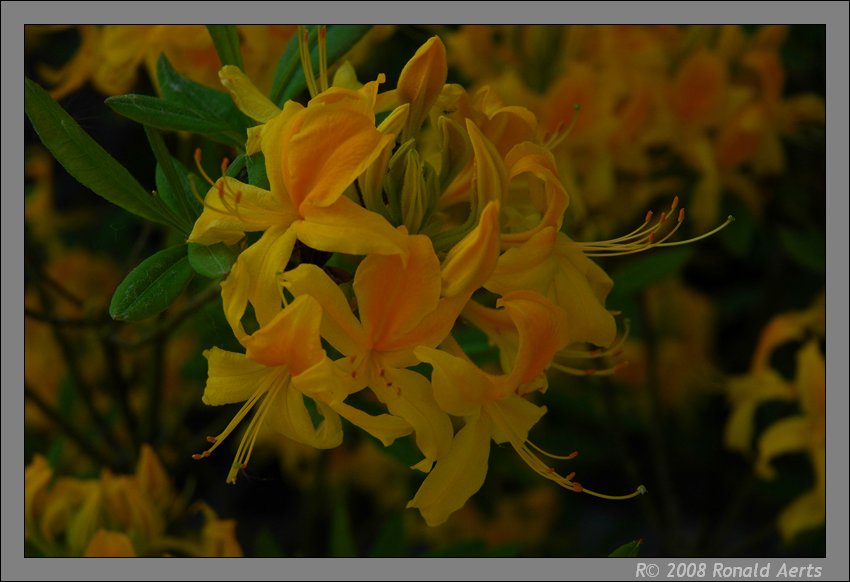 photo "Azalea" tags: nature, landscape, flowers, spring