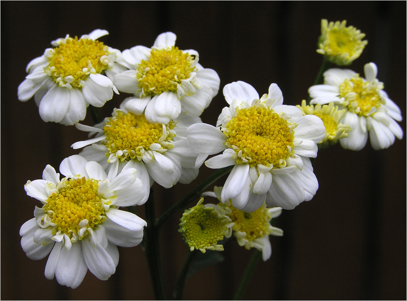 photo "Pyrethrum" tags: nature, macro and close-up, flowers