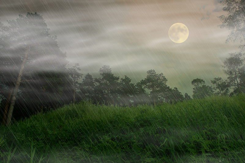 photo "***" tags: landscape, forest