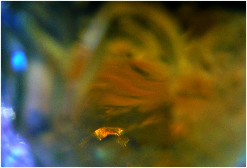 photo "a glimpse of color" tags: abstract, macro and close-up, 