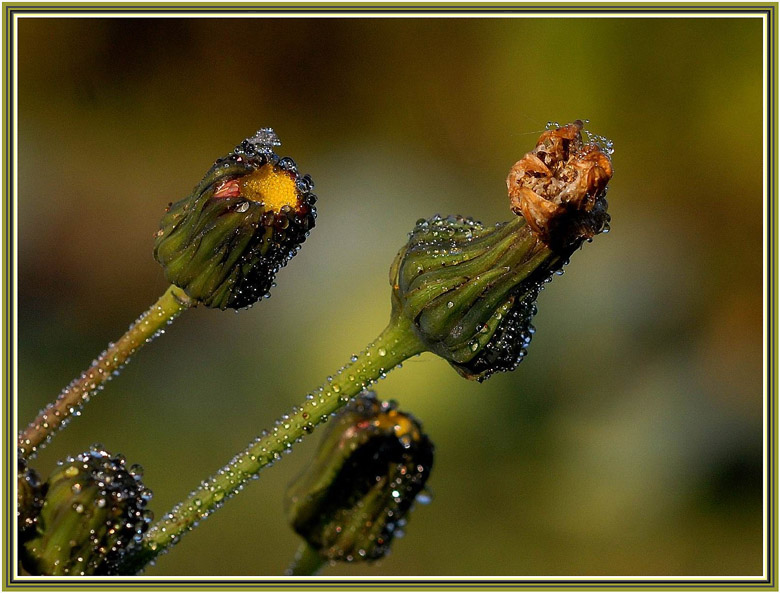 photo "***" tags: macro and close-up, 