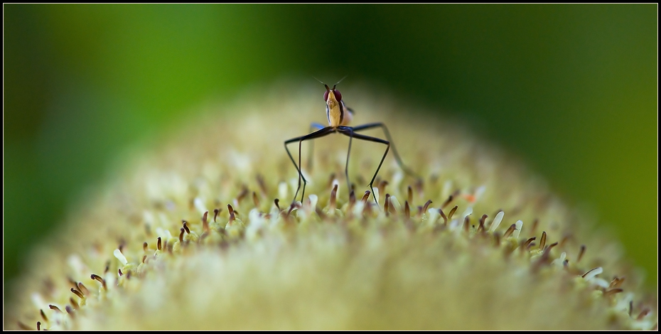 photo "The observer" tags: macro and close-up, nature, insect