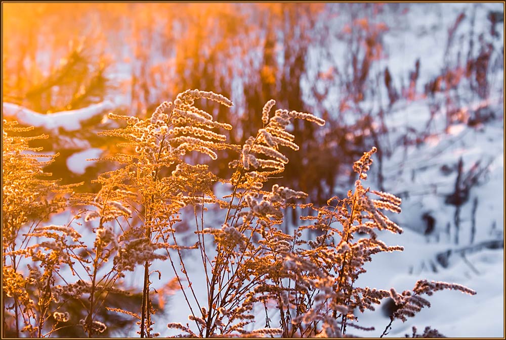 фото "Нести свет....." метки: пейзаж, природа, зима, цветы