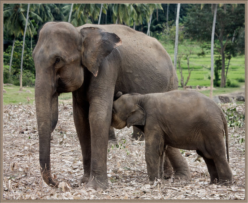 photo "***" tags: travel, nature, Asia, wild animals