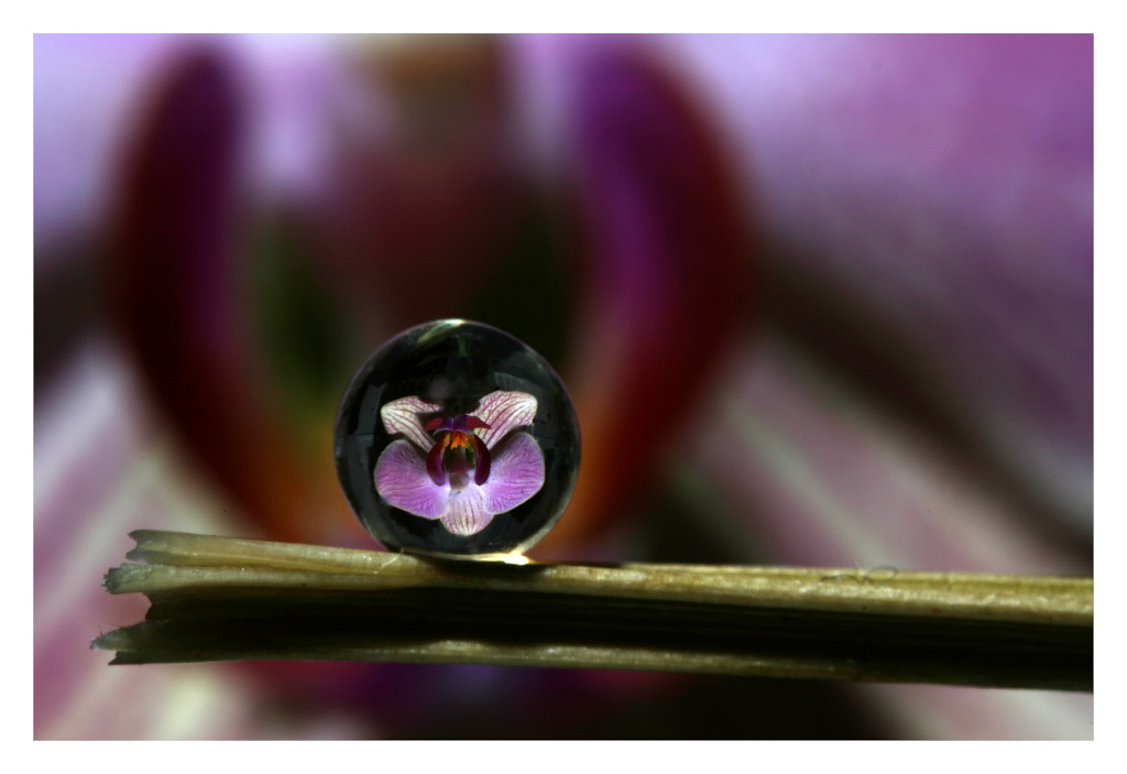 photo "Orchi in drops" tags: nature, flowers