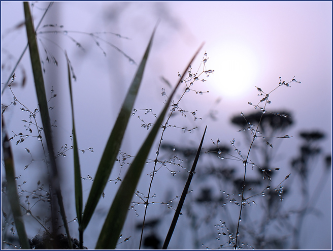 photo "***" tags: nature, landscape, flowers, sunset