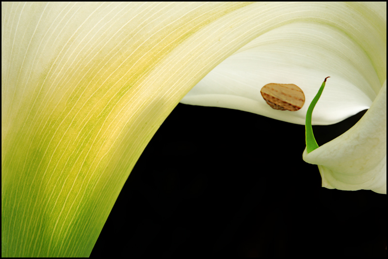 photo "Curl" tags: abstract, still life, 