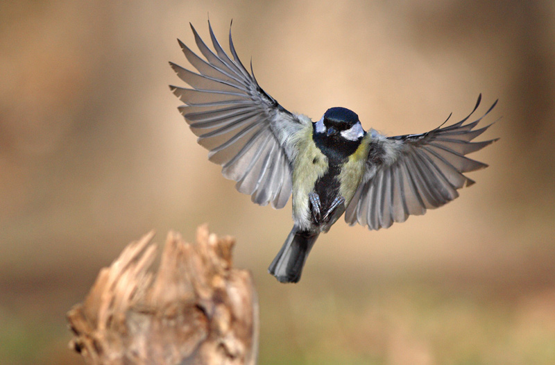 фото "Parus" метки: природа, дикие животные