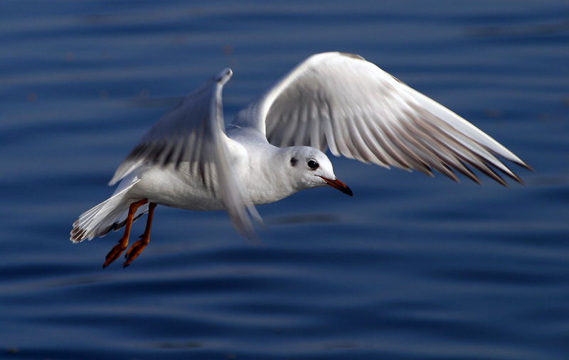 photo "Passeando-se" tags: nature, wild animals