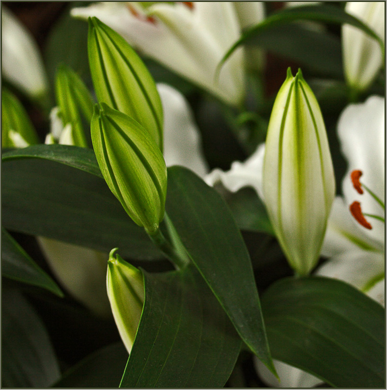 photo "Sacrament bloom" tags: nature, flowers