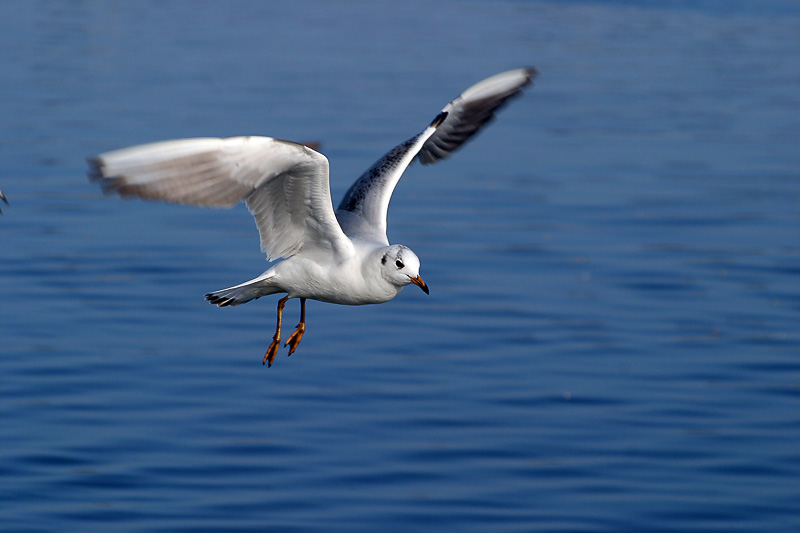 photo "Passeio Matinal" tags: nature, wild animals