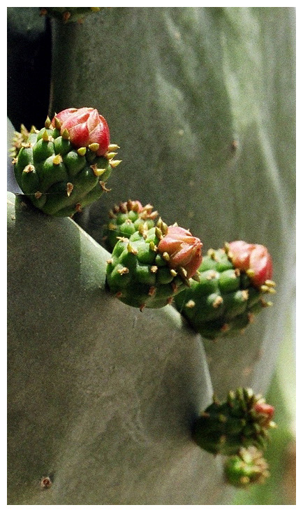 photo "cactusbuds" tags: nature, flowers