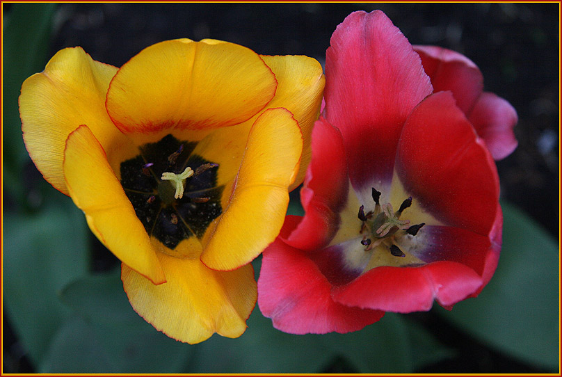 photo "**two**" tags: nature, flowers