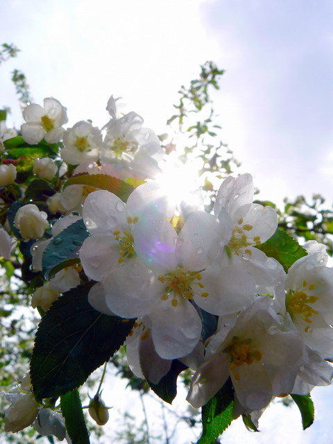 photo "***" tags: nature, macro and close-up, flowers