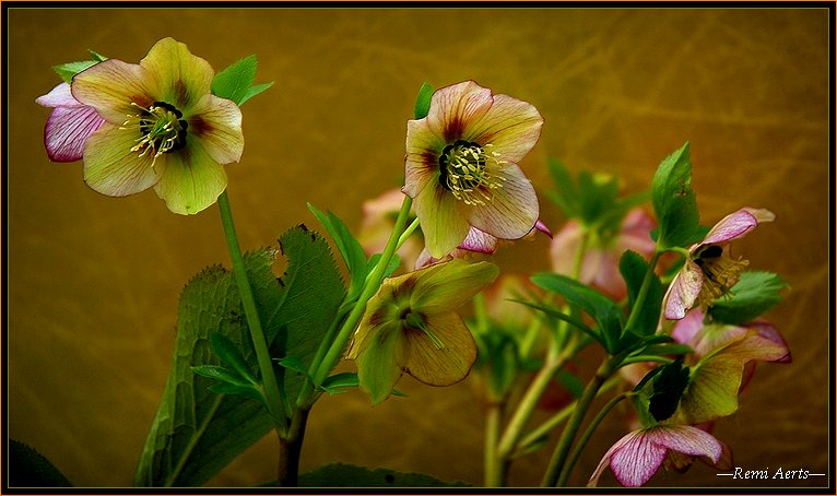 photo "my first flowers this year" tags: nature, macro and close-up, flowers