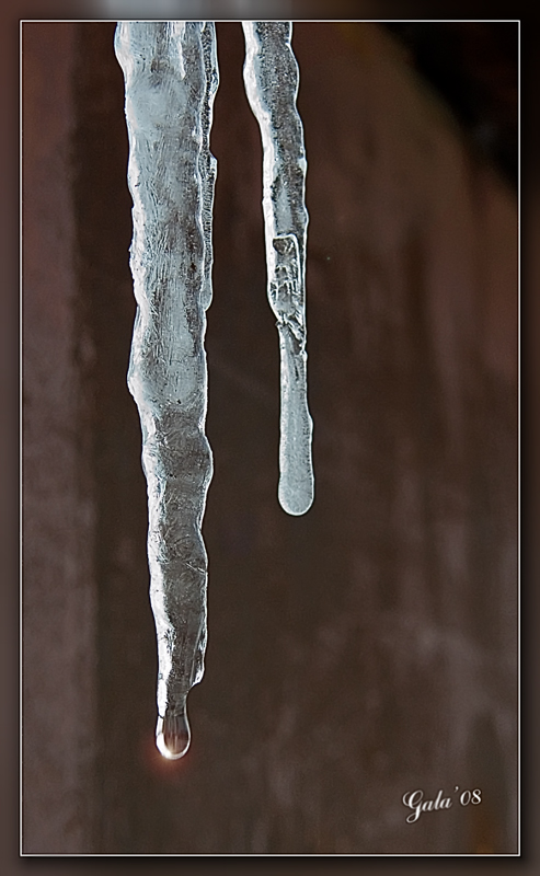 photo "Winter tears" tags: macro and close-up, 