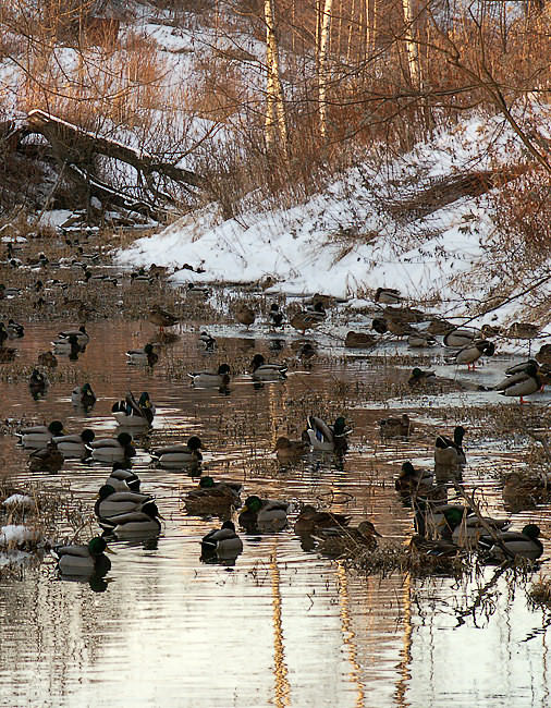 photo "The duck river" tags: nature, landscape, water, wild animals