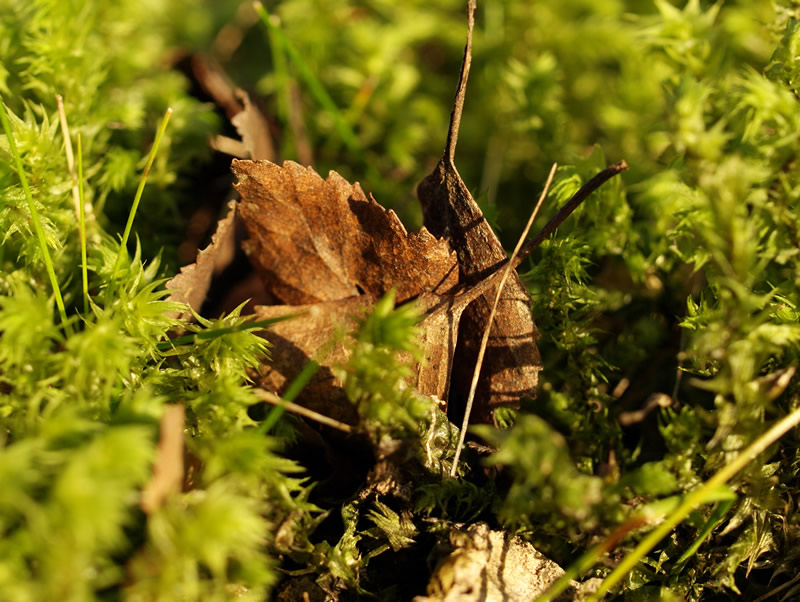 фото "Moss and Leaves" метки: макро и крупный план, природа, цветы