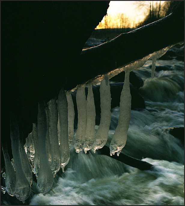 photo "The Icicle" tags: macro and close-up, landscape, winter