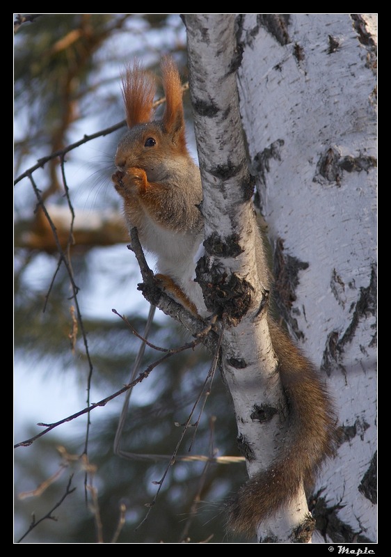 photo "***" tags: nature, wild animals