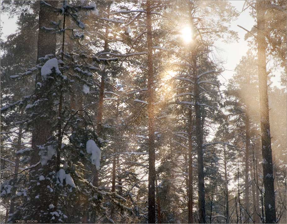 photo "The sun, a pine and a snow" tags: landscape, 