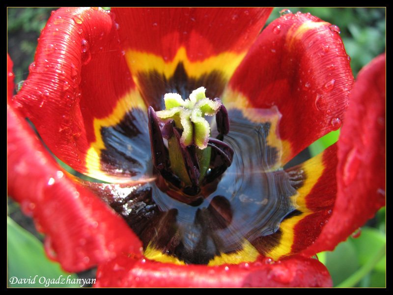 фото "Тюльпан после дождя" метки: природа, макро и крупный план, цветы