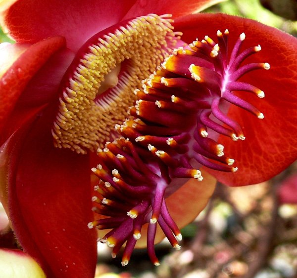 фото "Couroupita guianensis." метки: природа, макро и крупный план, цветы