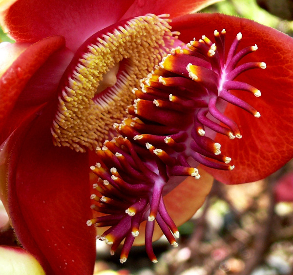 photo "***" tags: nature, macro and close-up, flowers