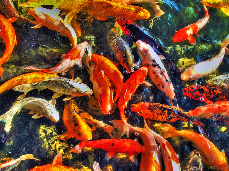 фото "Рыбацкие байки про Золотую рыбку..." метки: путешествия, Азия