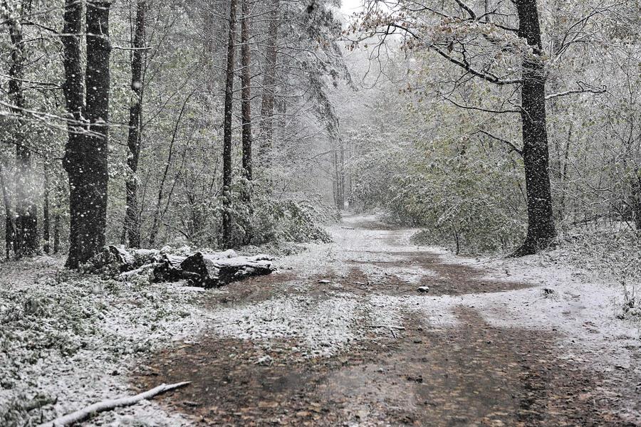 фото "Февраль" метки: пейзаж, зима, лес