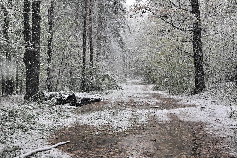 photo "February" tags: landscape, forest, winter