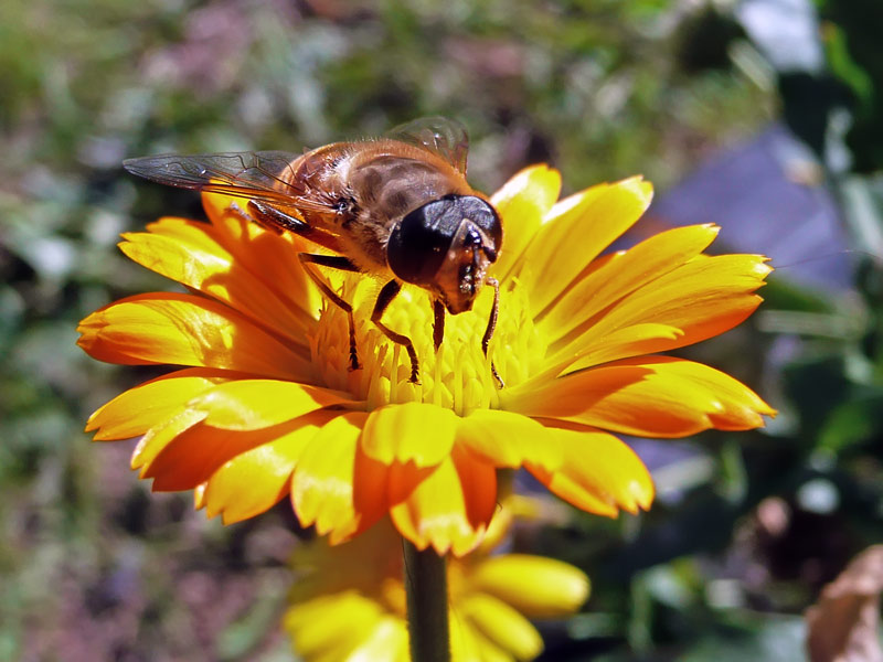фото "пчела" метки: природа, насекомое