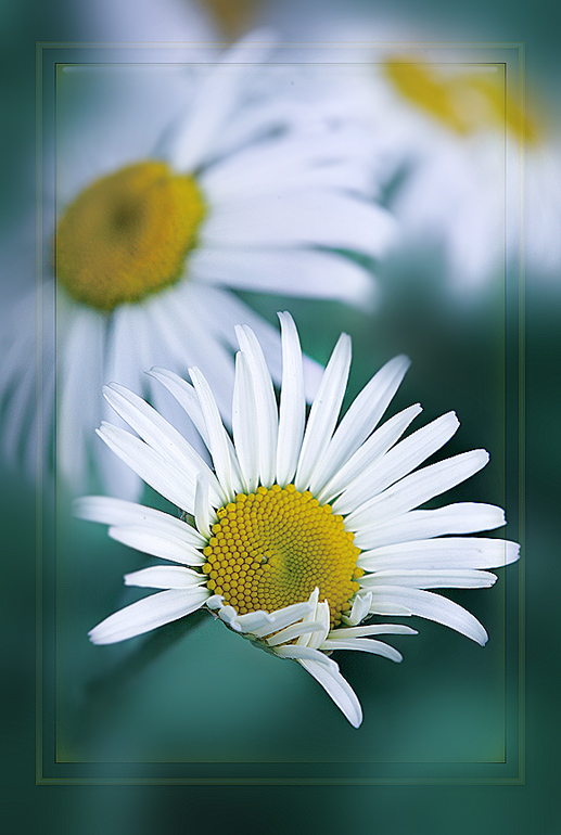 photo "***" tags: nature, macro and close-up, flowers