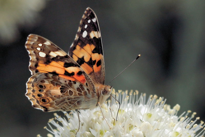 фото "Vanessa cardui" метки: природа, макро и крупный план, дикие животные