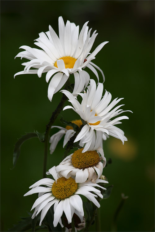 photo "!!" tags: nature, flowers