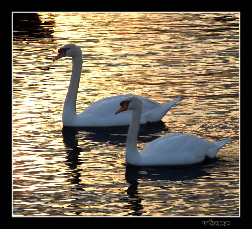 photo "Swans in the beach at sunset" tags: landscape, water