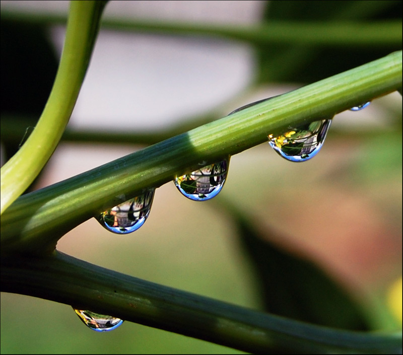 photo "***" tags: macro and close-up, 